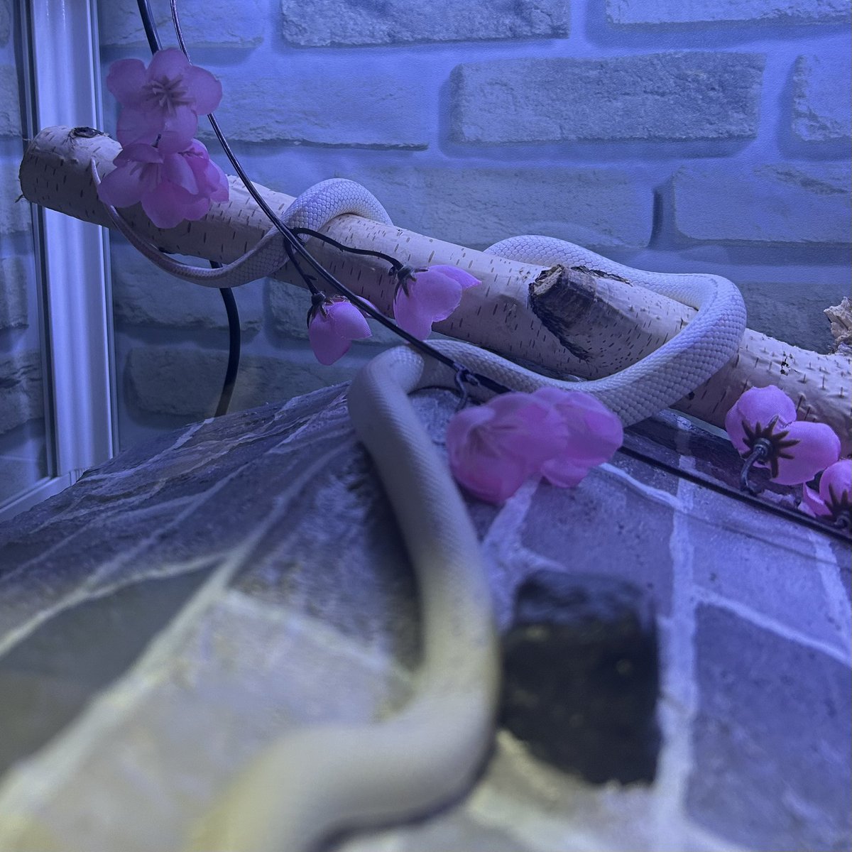 のぢ𓆙ིྀ tweet media