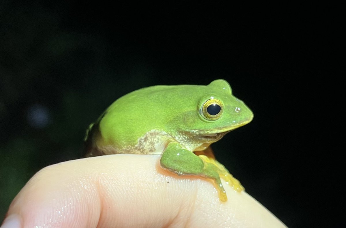 みつづの🐸 Mituzuno tweet media