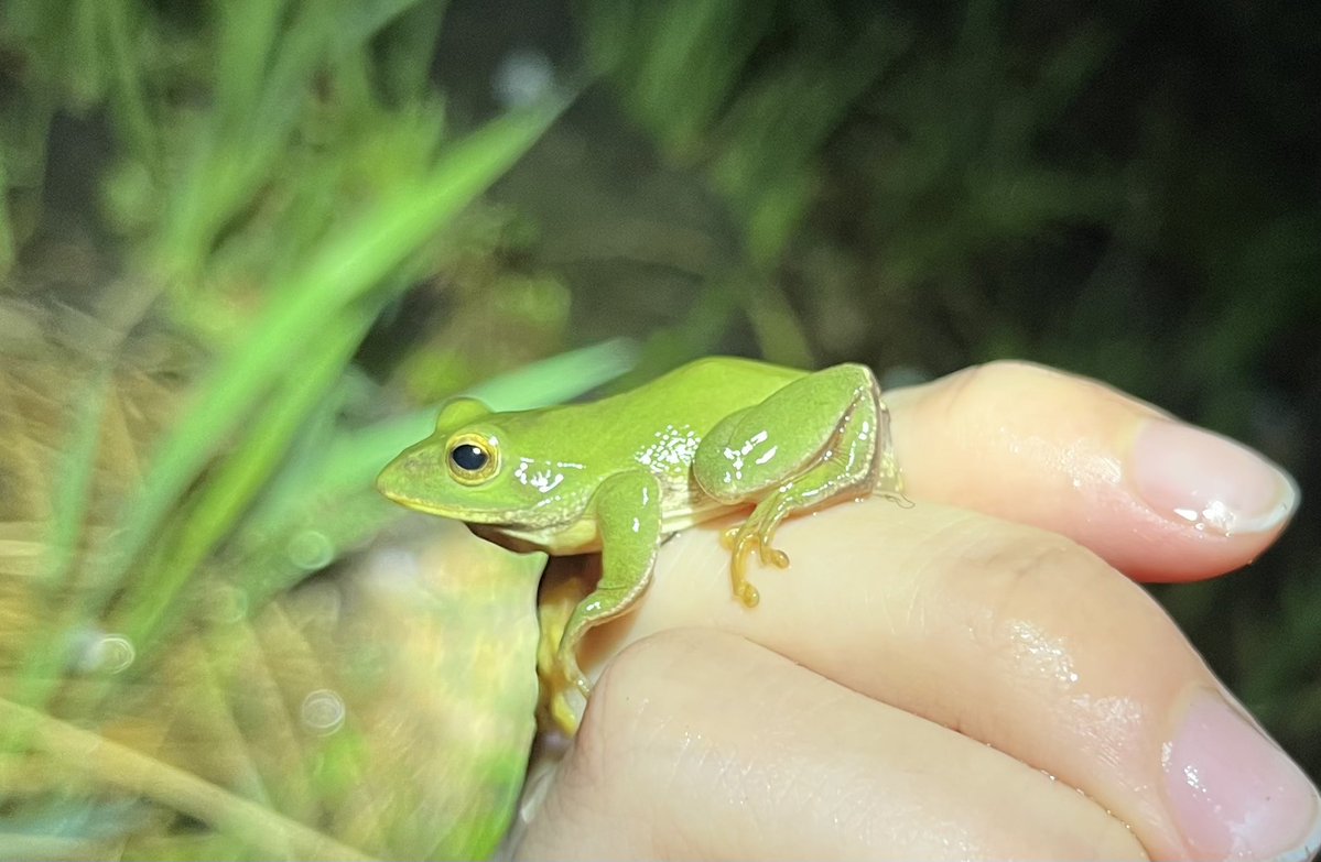 みつづの🐸 Mituzuno tweet media