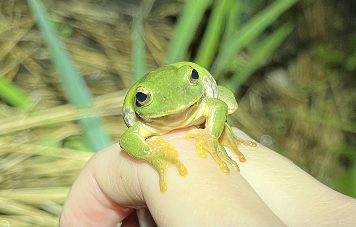 みつづの🐸 Mituzuno tweet media