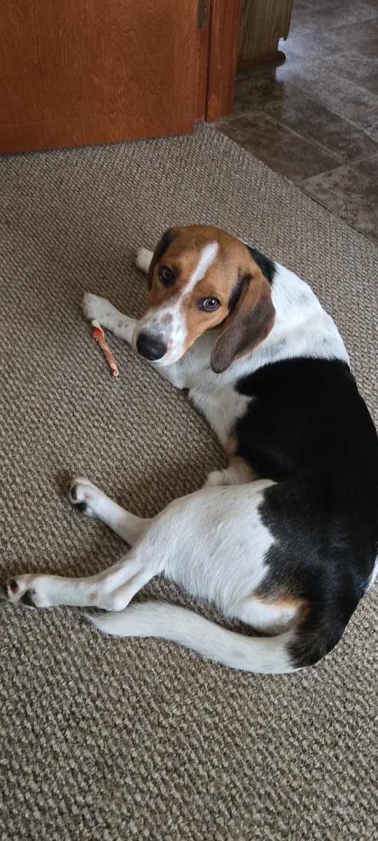 Mr.dirtySanchez tweet media