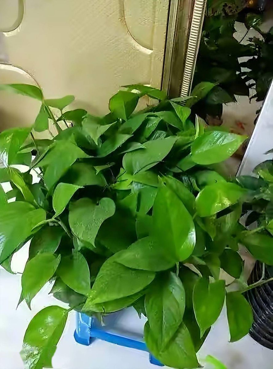 Charlesoni121's tweet photo. " Pothos care 101: Bright indirect light + water when soil is dry (1-2x/week) = happy trailing vines!  #PlantParent #GreenThumb" https://t.co/aUjnaLzVJN