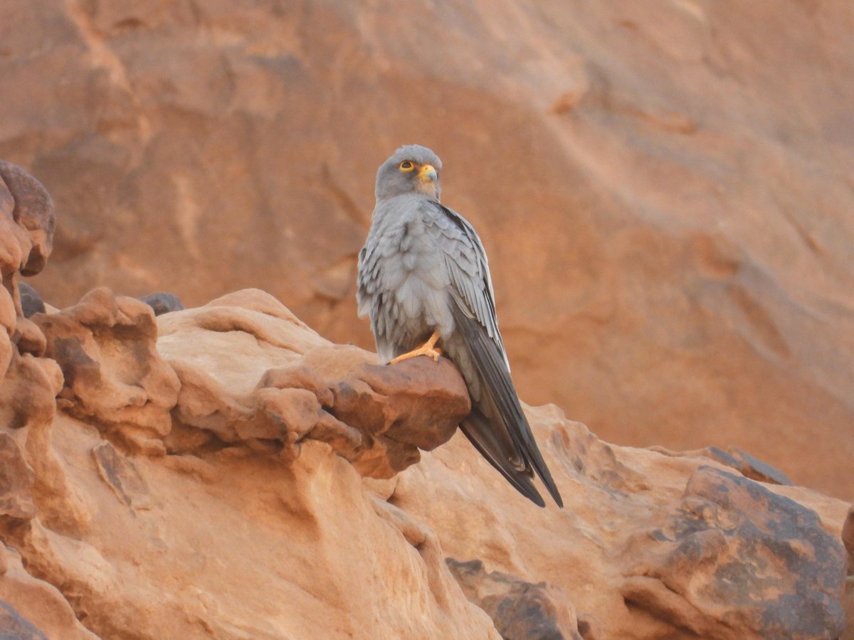 خالد عوّاد الضبيبي tweet media