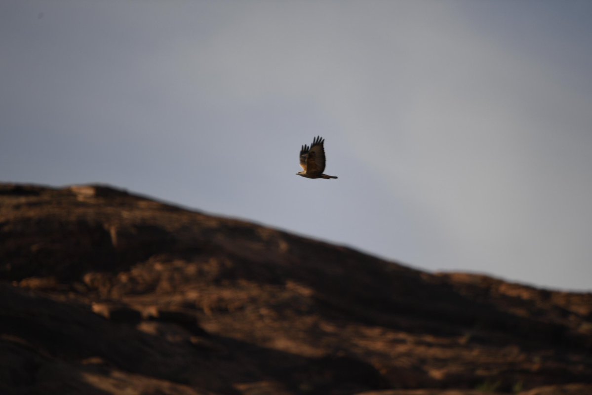 خالد عوّاد الضبيبي tweet media