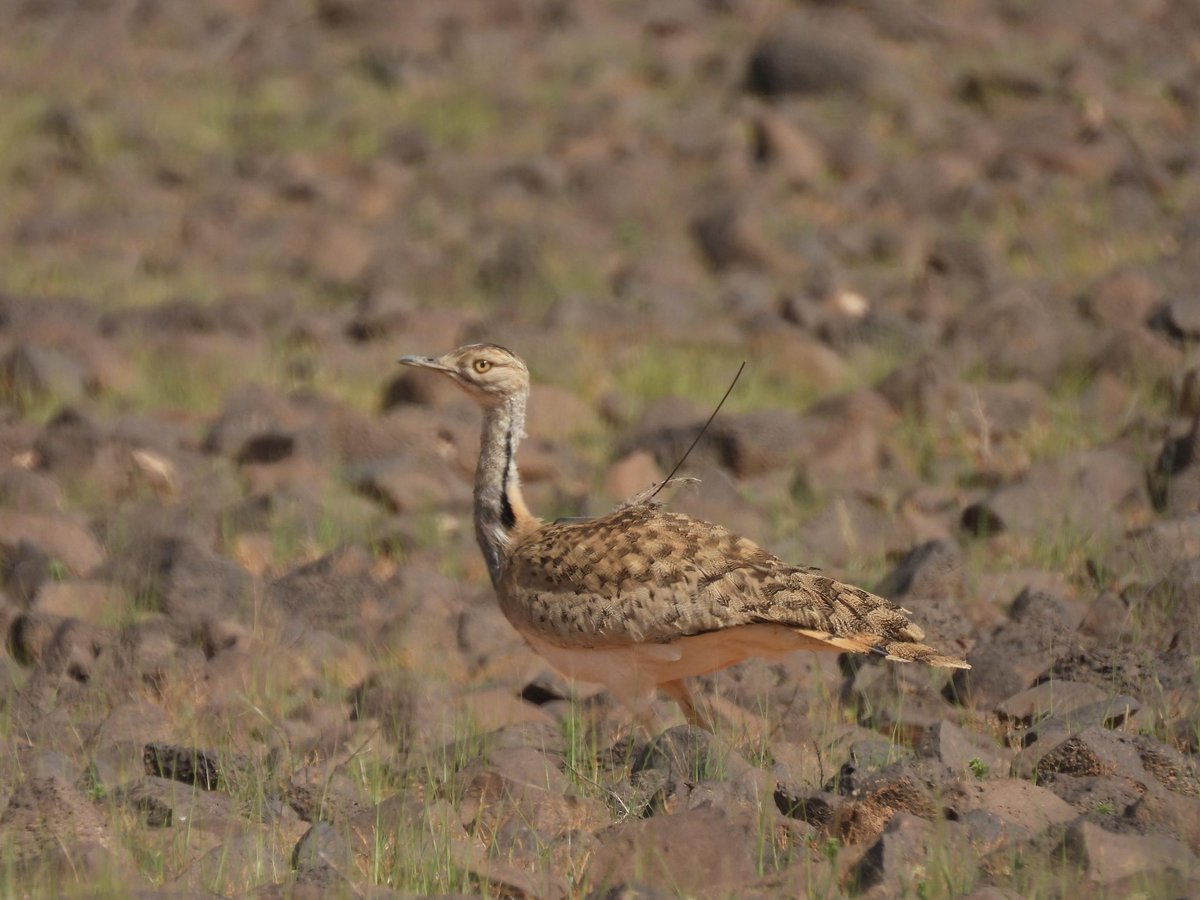 خالد عوّاد الضبيبي tweet media