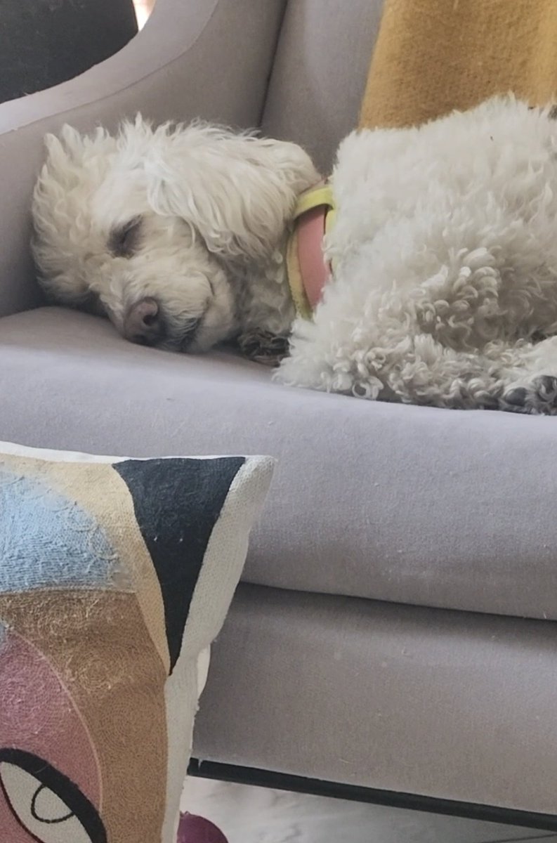 Marisol Cid tweet media