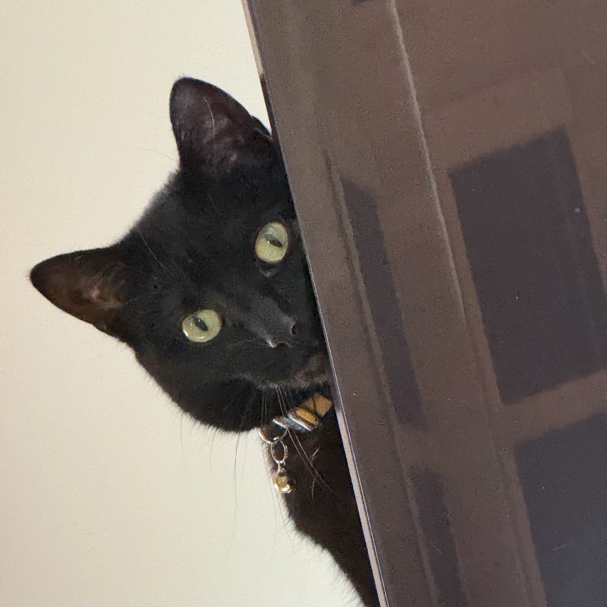 SymphonyVet's tweet photo. Please say hi to this week��s pet of the week Lily! In this picture, Lily was caught in a purr-fectly sneaky act! #cute #kitty #peekaboo #resurrection #weekend https://t.co/pOtBKxUDyh