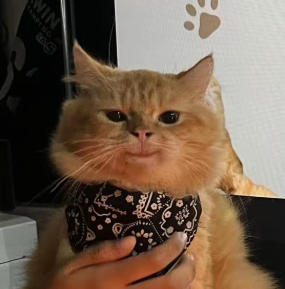 add name tweet media