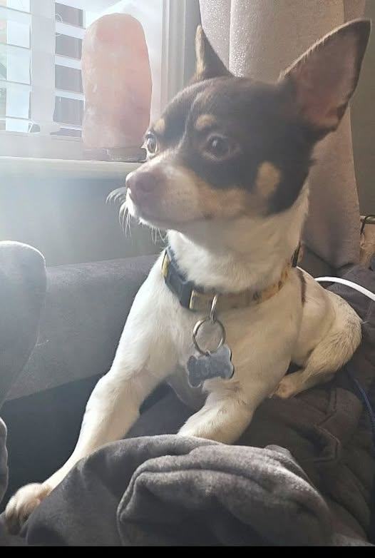 chris towers tweet media