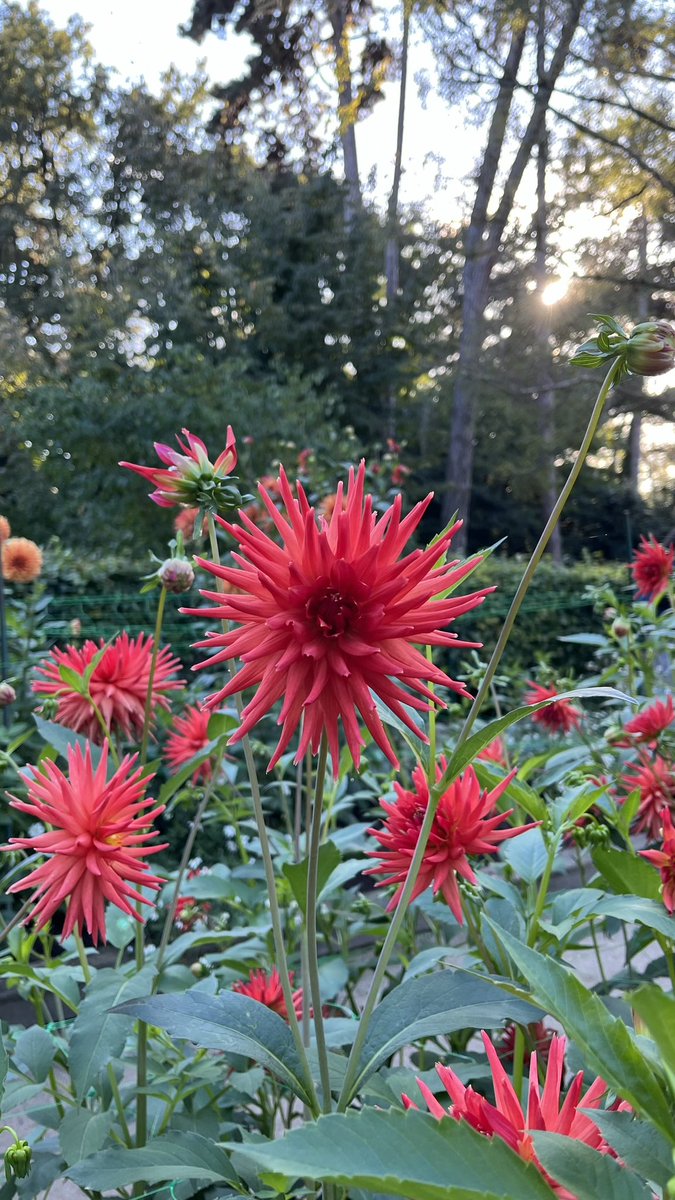 Mec simple tweet media