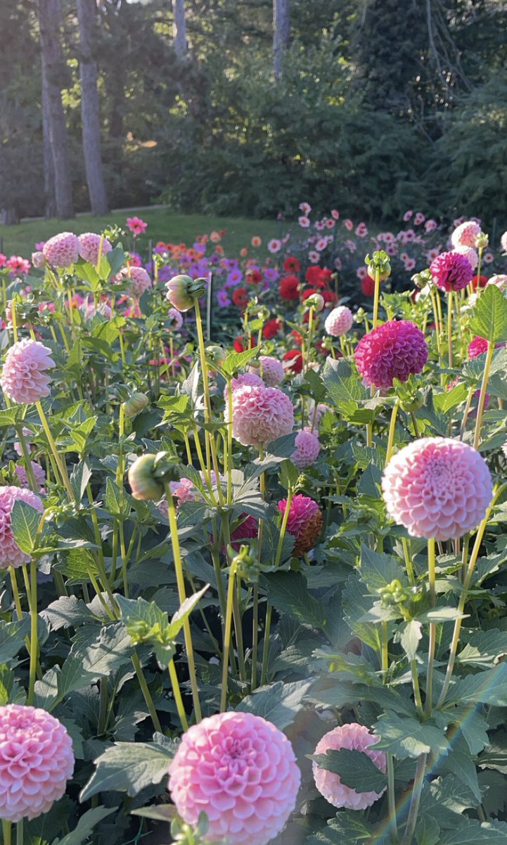 Mec simple tweet media