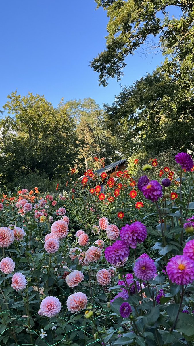 Mec simple tweet media