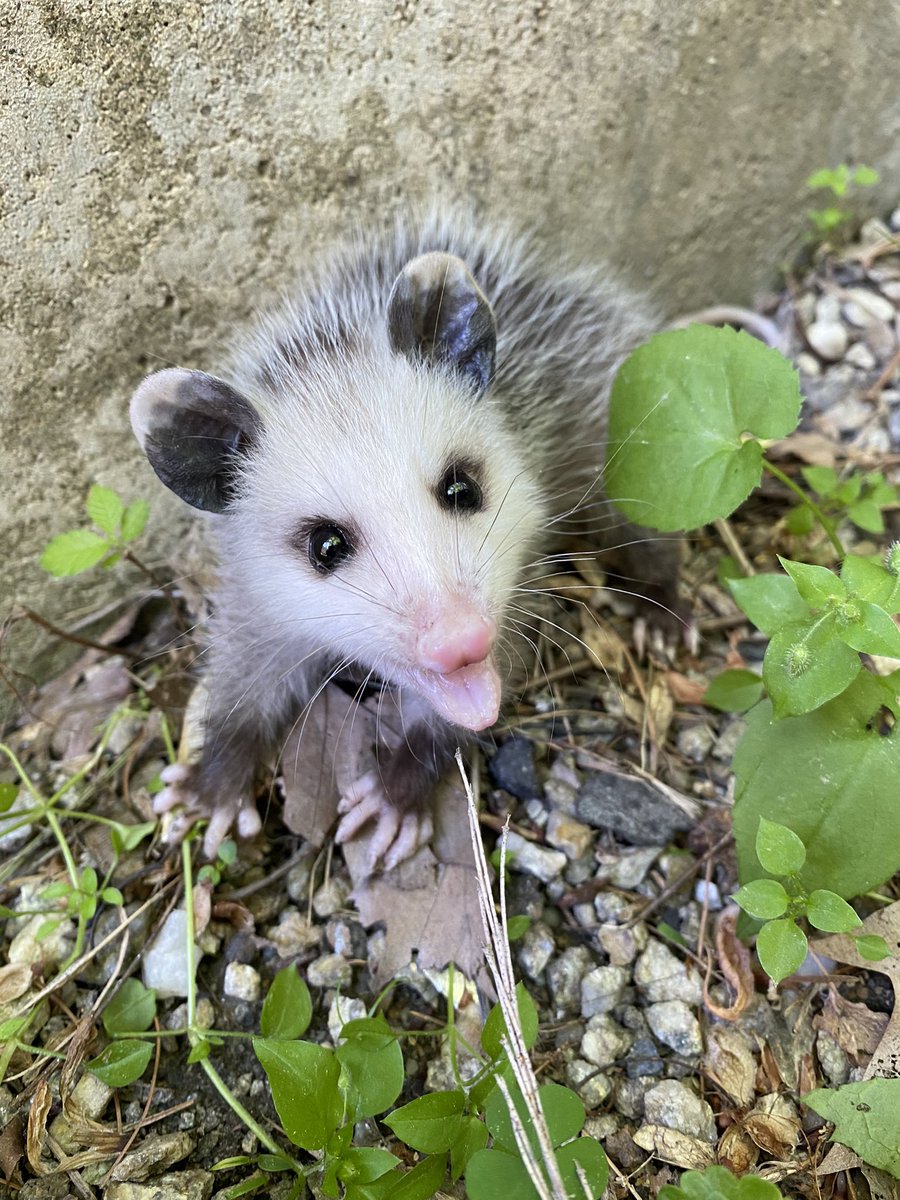 Possumeveryhour.io tweet media