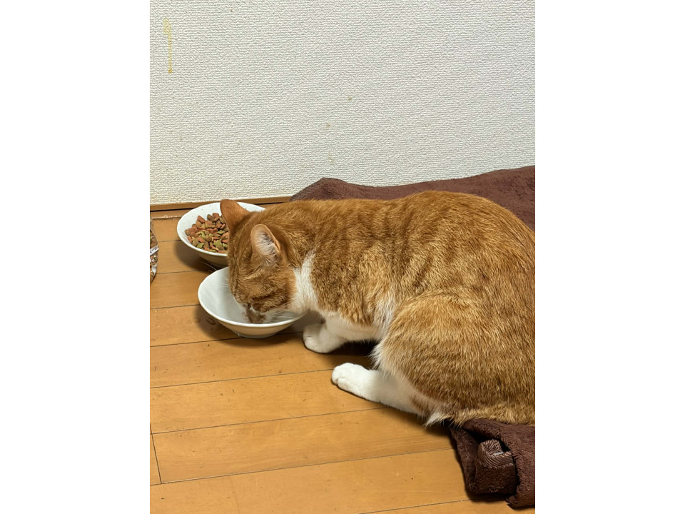 nekojiru_maigo's tweet photo. 🔍捜索中
茶トラ白猫を探しています。

名前：びー
性別：♂
月齢：約1歳3ヶ月
いなくなった日：🗓2026年3月31日(火)
地域：神奈川県川崎市高津区詳細：https://t.co/XKaoVZwDUH https://t.co/LVEcjgok7q