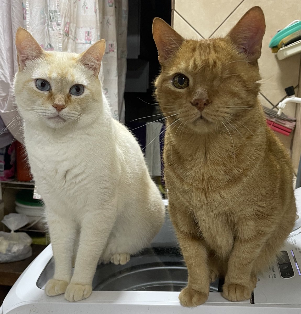 🇧🇷 Lopes tweet media