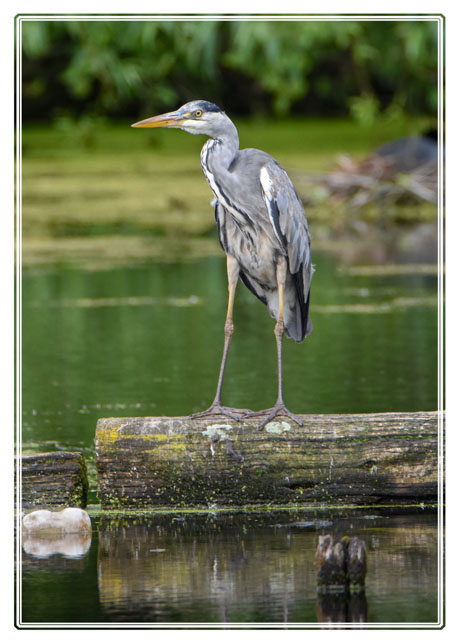 photos_dsmith's tweet image. A #heron taking a quick break on a #log in a #lake. Shot in a #park in the North West of #England using #Nikon by an #awardwinning #photographer / #photography #business. See more at darrensmith.org.uk or #follow on #socialmedia #naturephotography #animalphotography