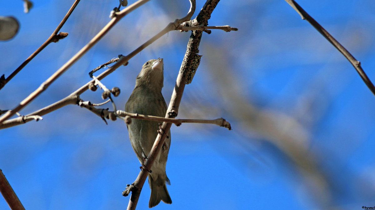 OzgunSozuer's tweet photo. https://t.co/0s81GNmkCP

European Greenfinch | Carduelis chloris | FLURYA

#pajareo #carduelischloris #greenfinch #hayvanmanzaraları #16x9_birds #ruralecology #BirdsofX #500pxrtg #ThePhotoHour #pintofotografía #yourshots #photohdr #fotorshot #birdingphotography https://t.co/ASz7jdL3lJ