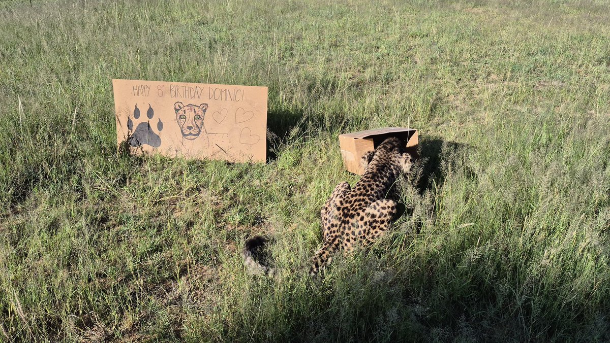 Cheetah Conservation Fund UK tweet media