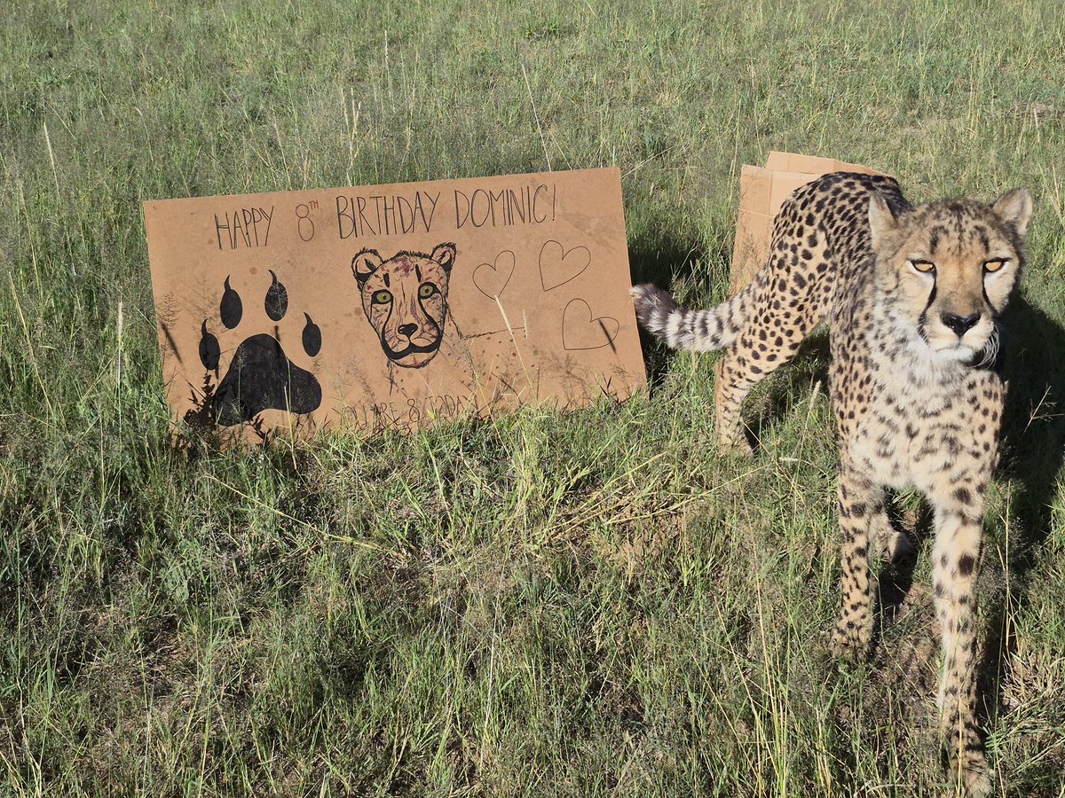 Cheetah Conservation Fund UK tweet media