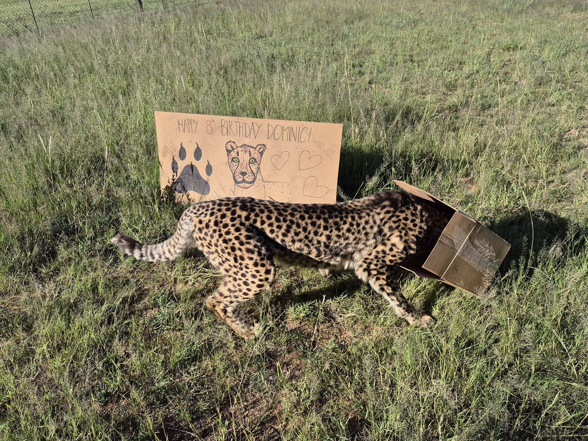 Cheetah Conservation Fund UK tweet media