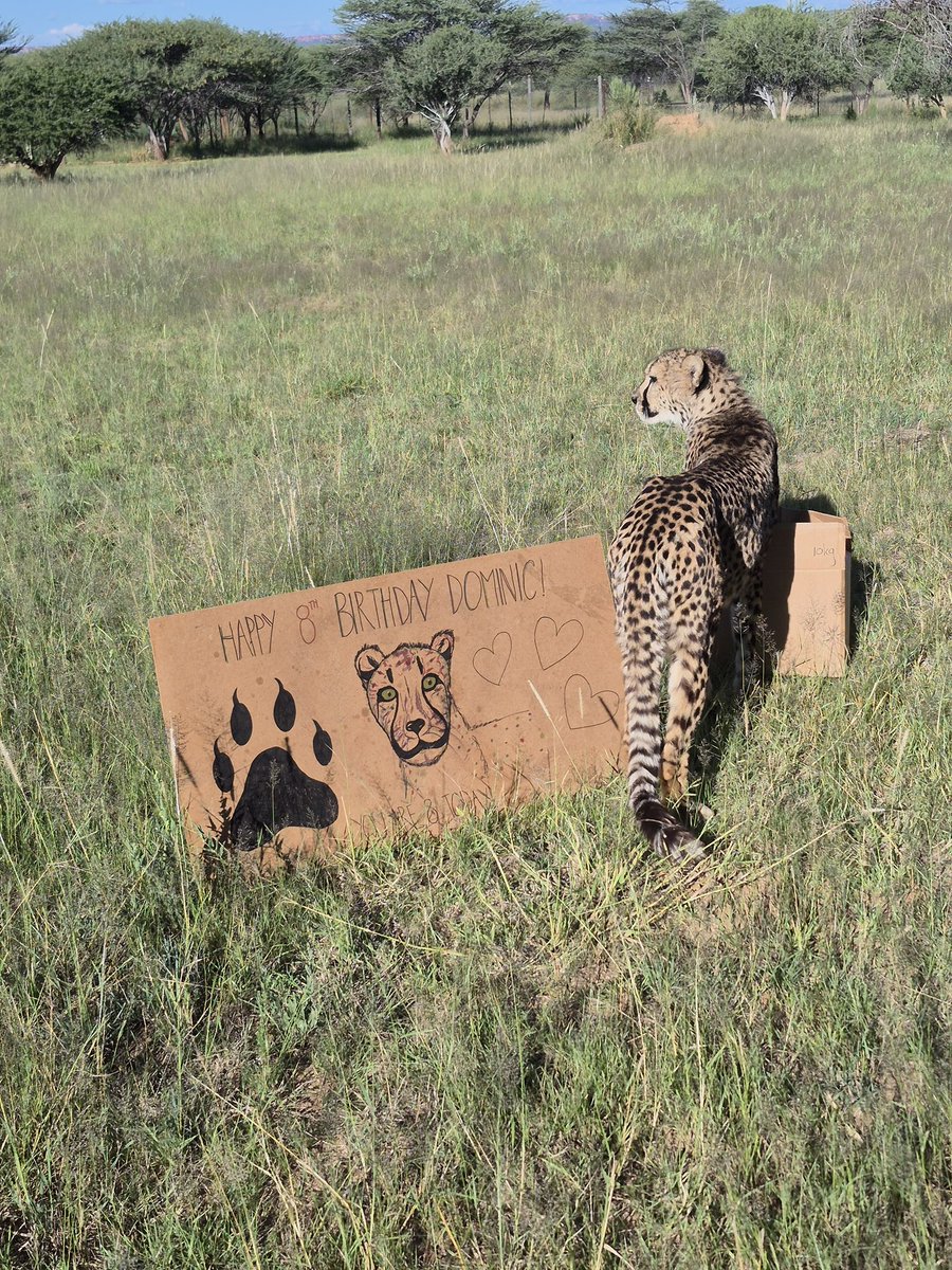 Cheetah Conservation Fund UK tweet media