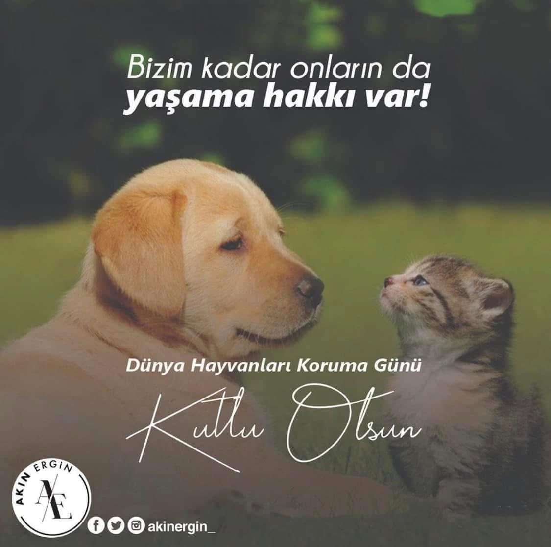 4 Ekim Dünya Hayvanları Koruma Günü Kutlu Olsun 🤍

#dünyahayvanlarıkorumagünü
