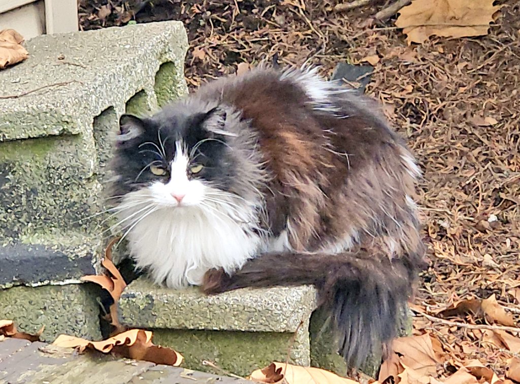 EdFatherOfCats's tweet photo. Bandit waiting for her breakfast. 
She's such a beautiful cat. 8 can see her fur is starting to shed. https://t.co/63dceubrpT