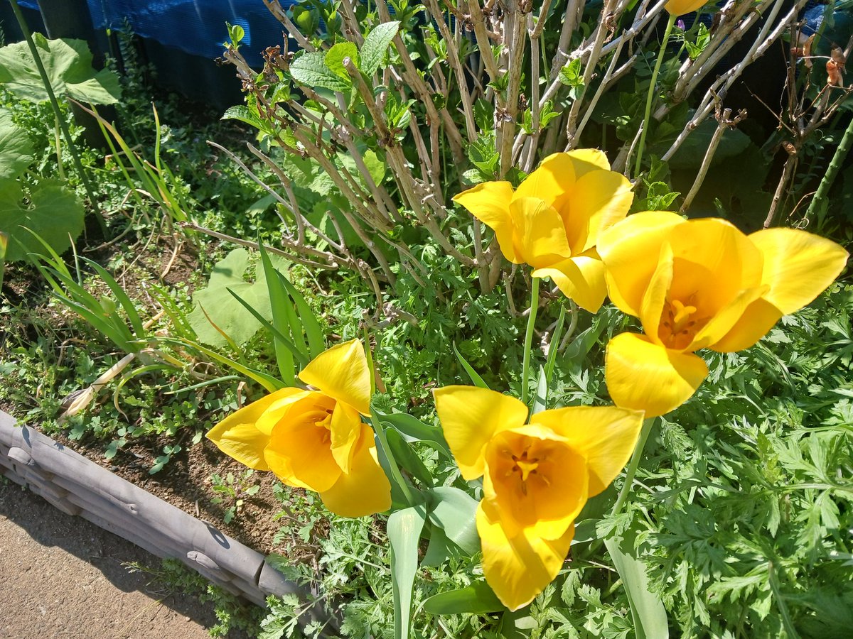 とくなお🏇 tweet media