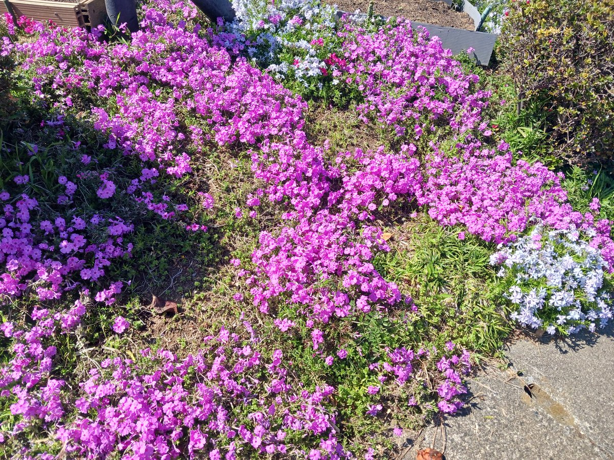 とくなお🏇 tweet media