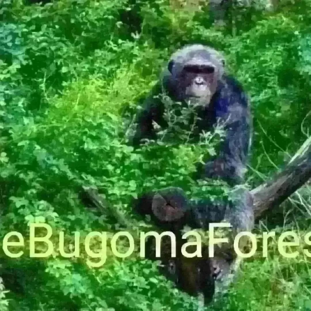 endelstamberg's tweet photo. I am Endel Stamberg, a climate activist from Germany. Uganda forest cover is shrinking. And one of the forest in Uganda has been sold for agribusiness. I’m calling upon activists around the world to add their voices on mine and #SaveBugomaForest!
@KaoHua3
@Greenpeace https://t.co/Co5fuEHkT2