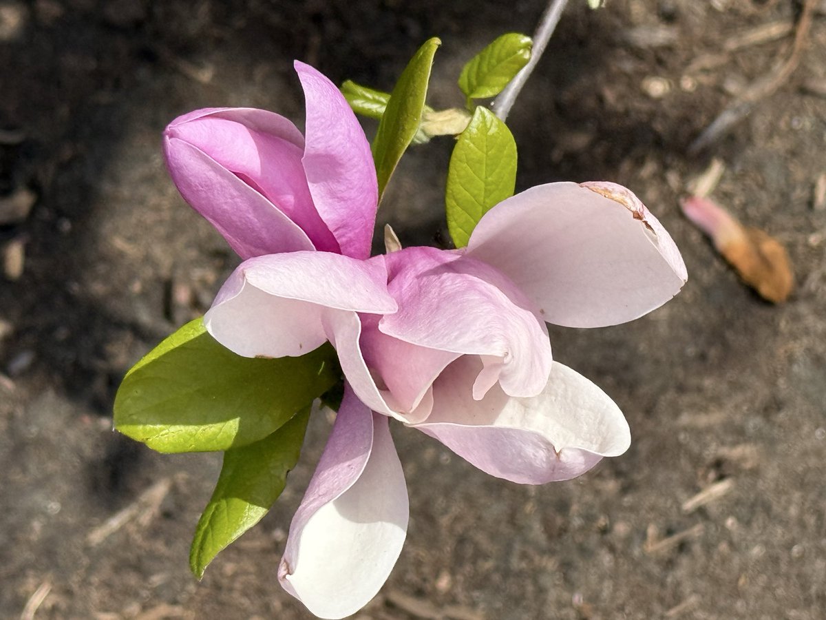 Ingrid Lemme tweet media