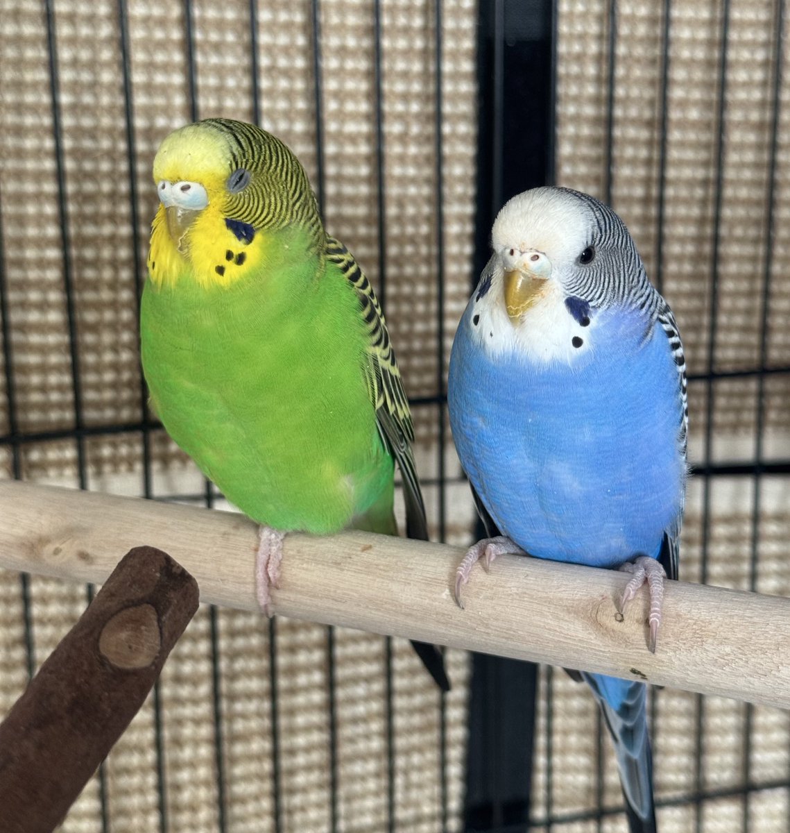 NeenerNeener 😶‍🌫️ tweet media