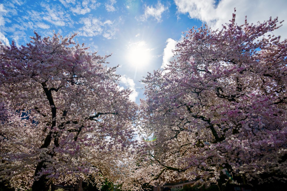 crushallboxes's tweet photo. @jiro_0026 University of Washington in Seattle https://t.co/GbM6XeHKdG