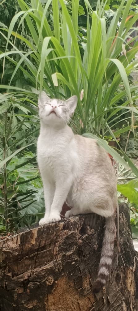 yep_lang's tweet photo. Pure air, my cat and my Garden. 
Lemon grass! https://t.co/xudyRyc6EE