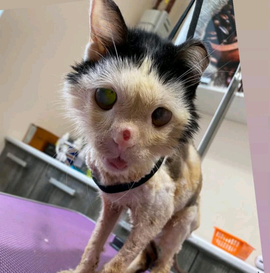 DANEEN CARES FOR THE VOICELESS. tweet media