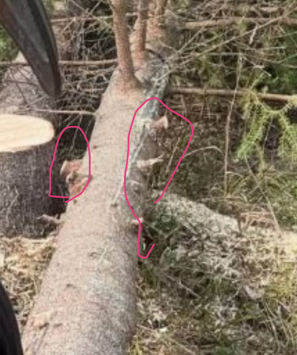 Markus N tweet media