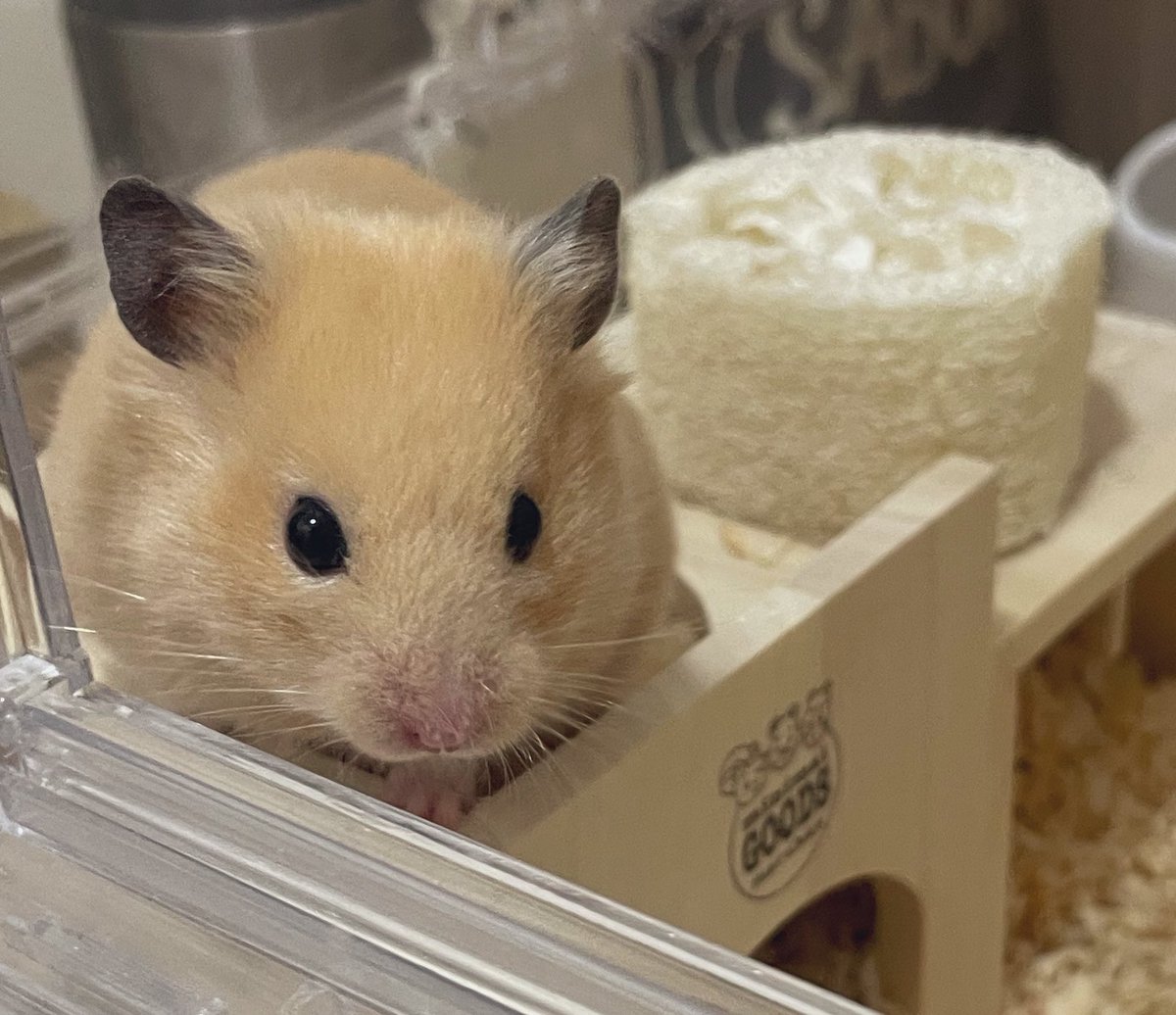 承太郎(ジョジョ) tweet media