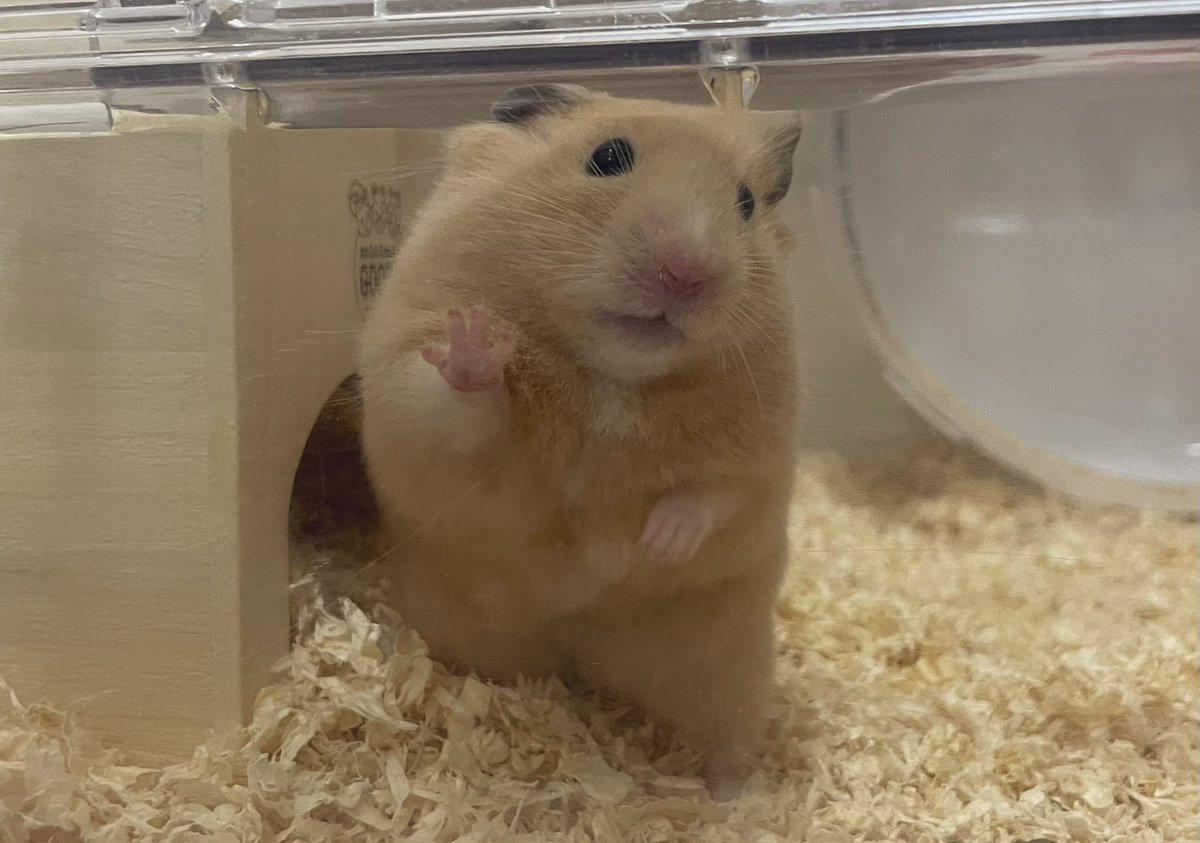 承太郎(ジョジョ) tweet media