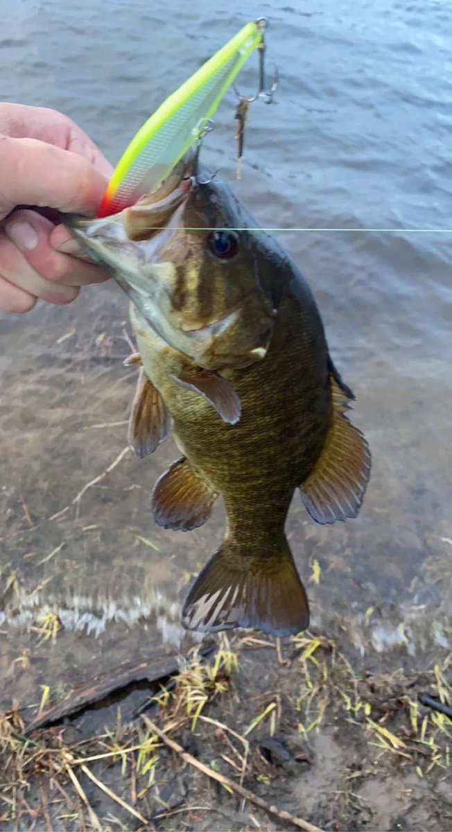 RodNRifle Co tweet media