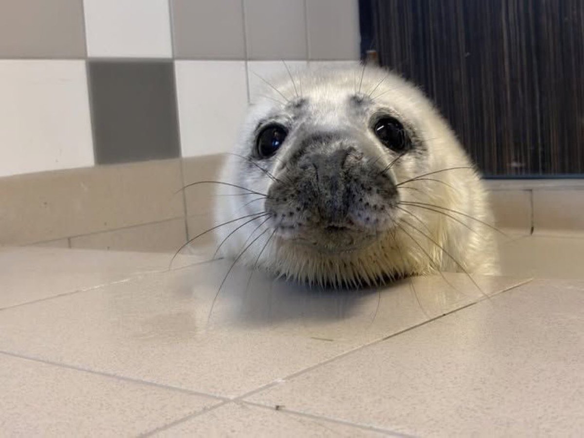 Herbuurna 🦭🇵🇷 tweet media