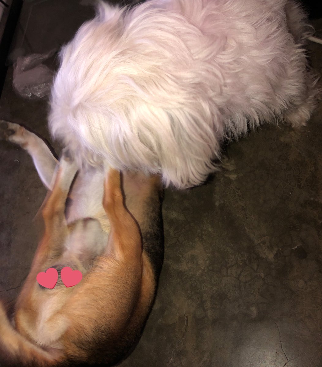 boris | ARIRANG 19 tweet media