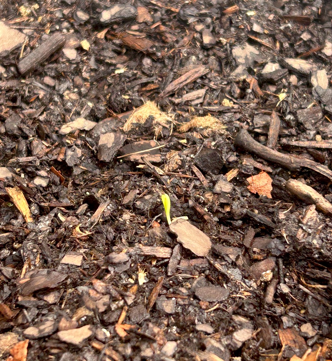Babe wake up, the first sprouts in the wildflower garden are popping up