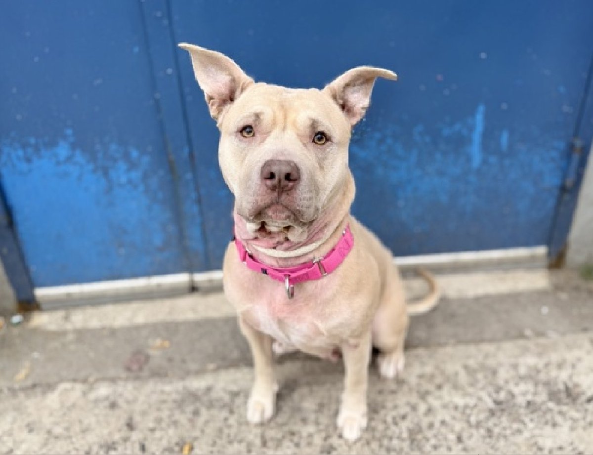 Not the Same tweet media