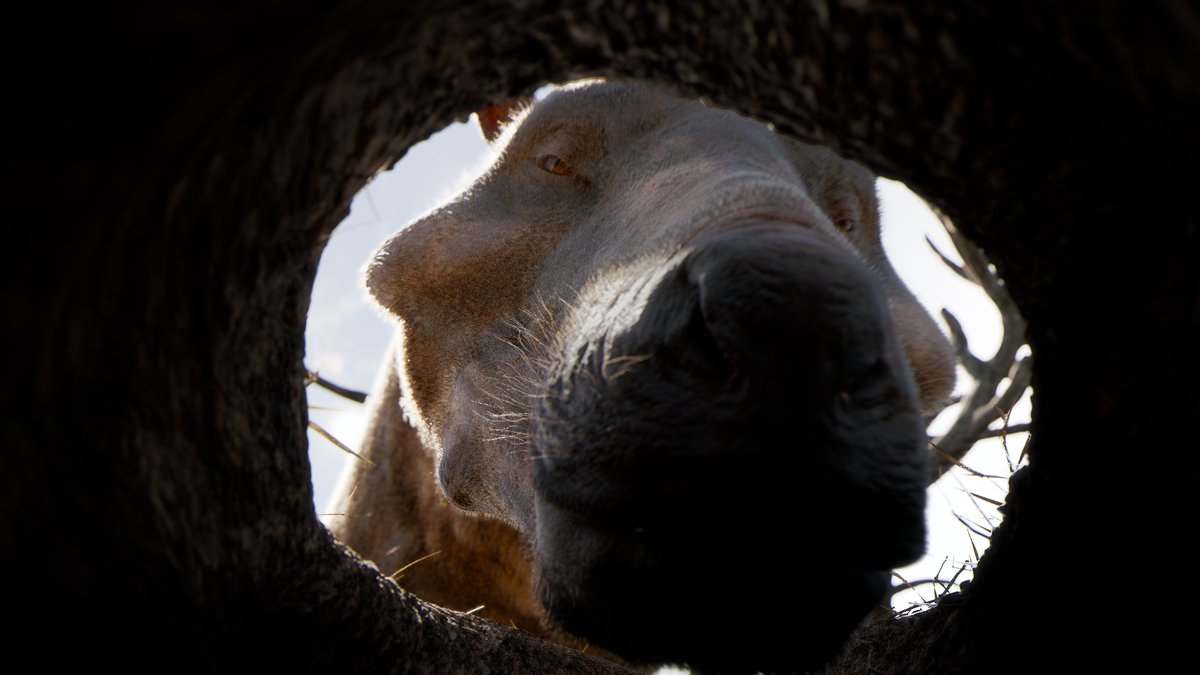 Forgotten Bloodlines: Agate | Official tweet media