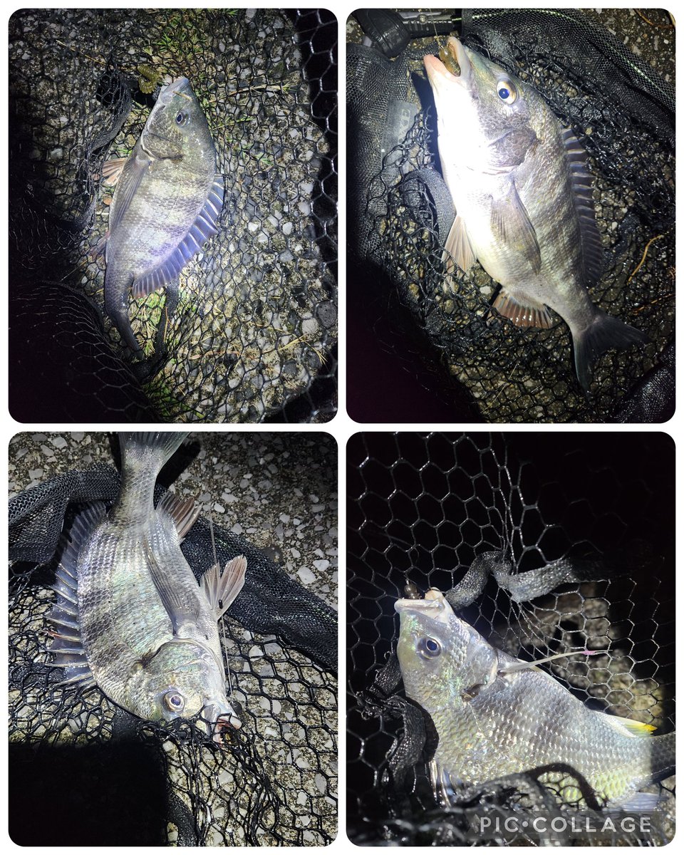 釣りに行く回数が多い人(回数さん) tweet media