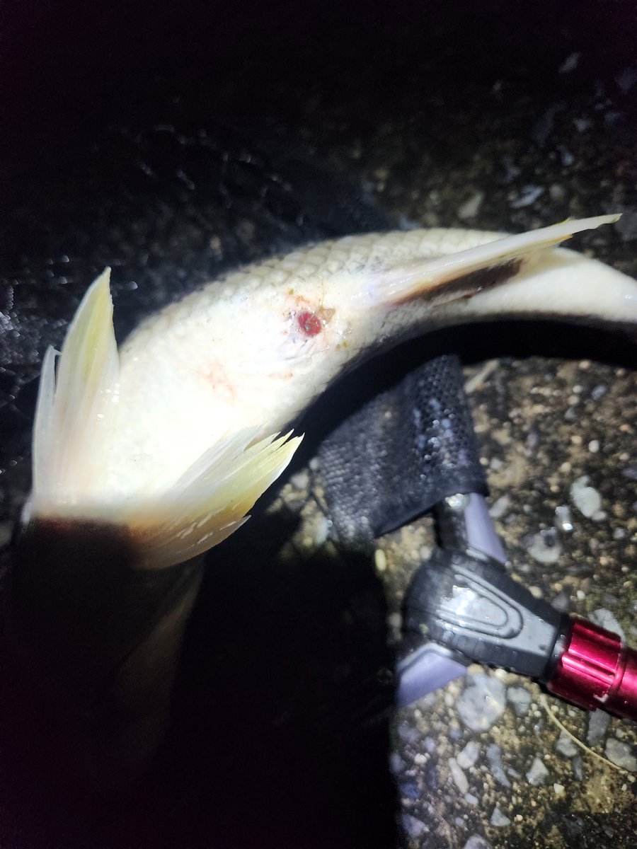 釣りに行く回数が多い人(回数さん) tweet media