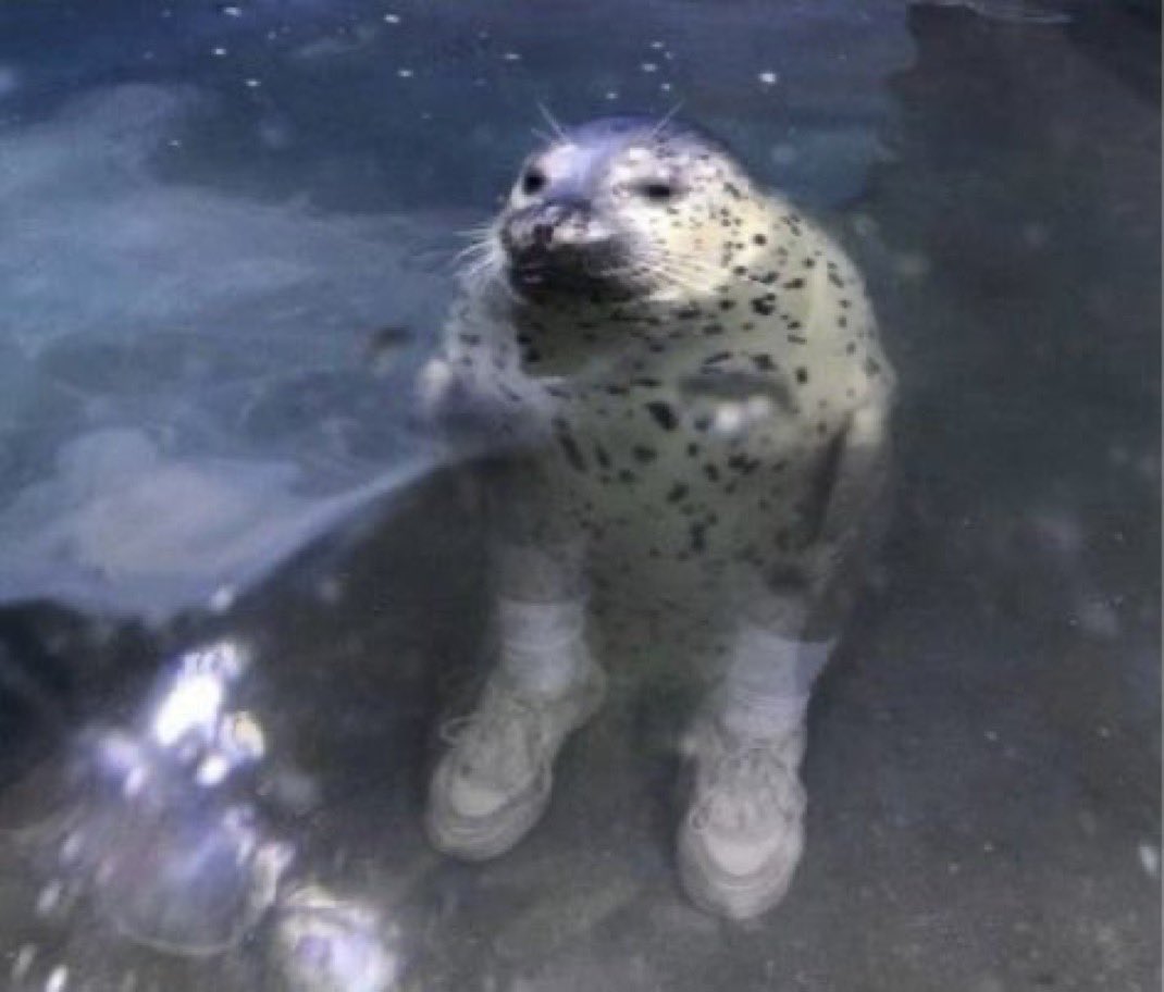 Herbuurna 🦭🇵🇷 tweet media