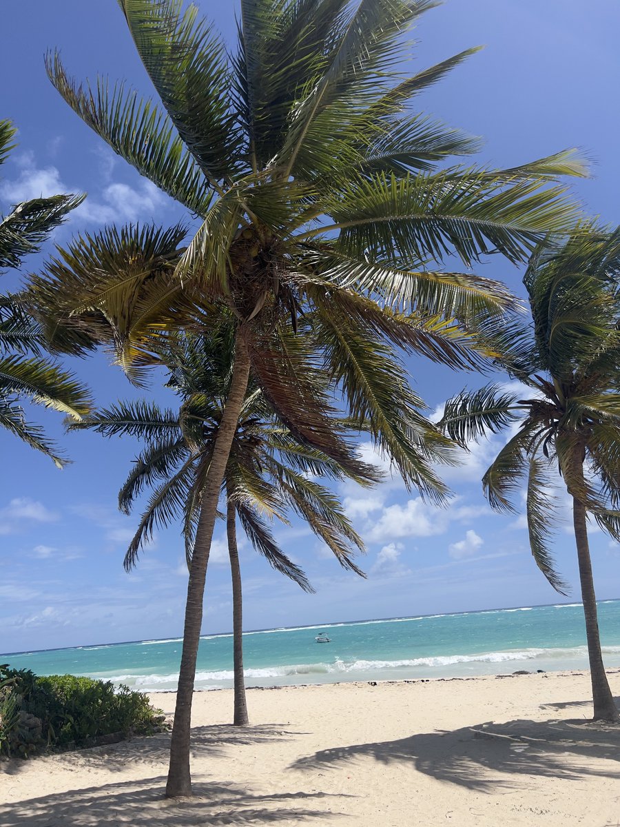 TARATOOTURNT. tweet media