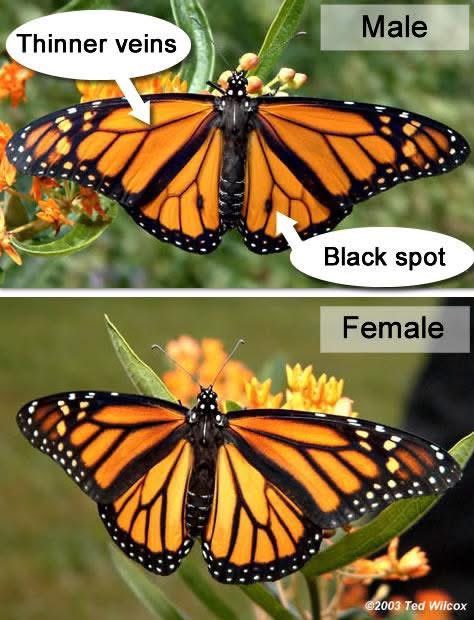 Lana the Bug 🪲💕 tweet media