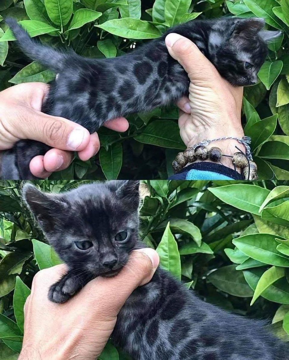 Sara Mary ⭐❤️ tweet media